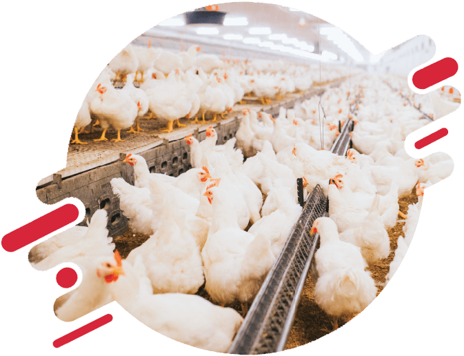 Poultry%20Links