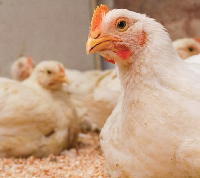 Poultry%20Links