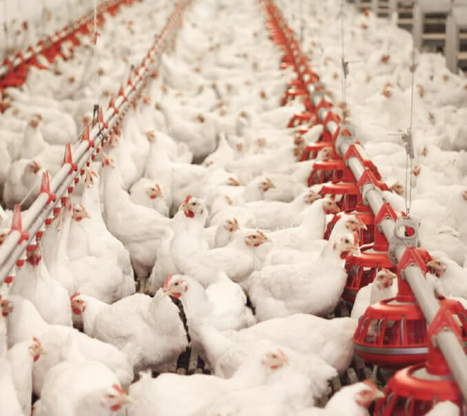 Poultry%20Links
