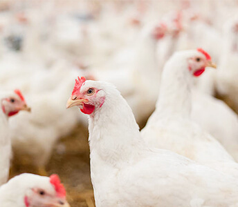 Poultry%20Links