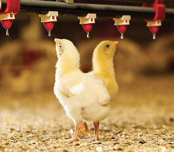 Poultry%20Links