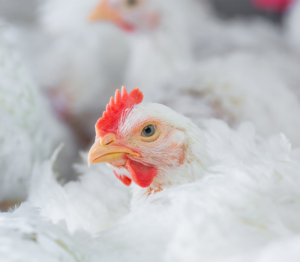 Poultry%20Links