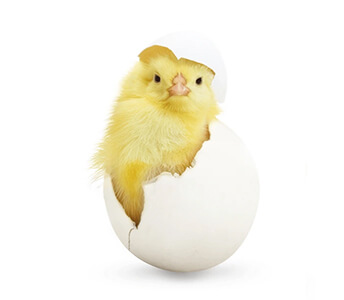 Poultry%20Links
