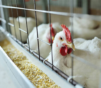 Poultry%20Links